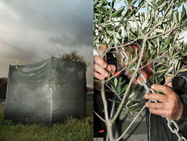 Jean-Marc Caimi e Valentina Piccinni, This land is my land: in the search of the super olive tree