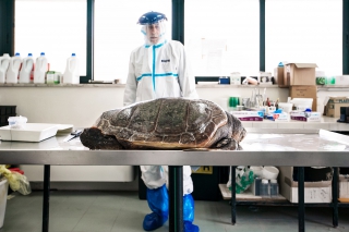 Paola Lai, The Mediterranean Sea: a sea turtle odyssey